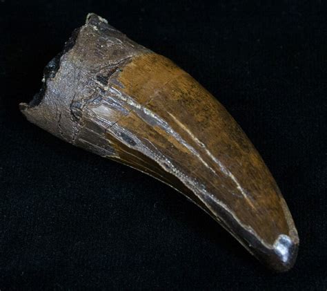 tyrannosaurus rex teeth for sale